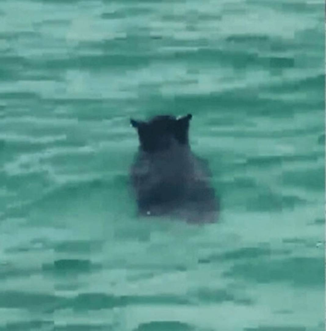 Denizden çıkan garip canlıyı gören herkes panikle kaçışmaya başladı! O anları izleyenler küçük dilini yuttu 7